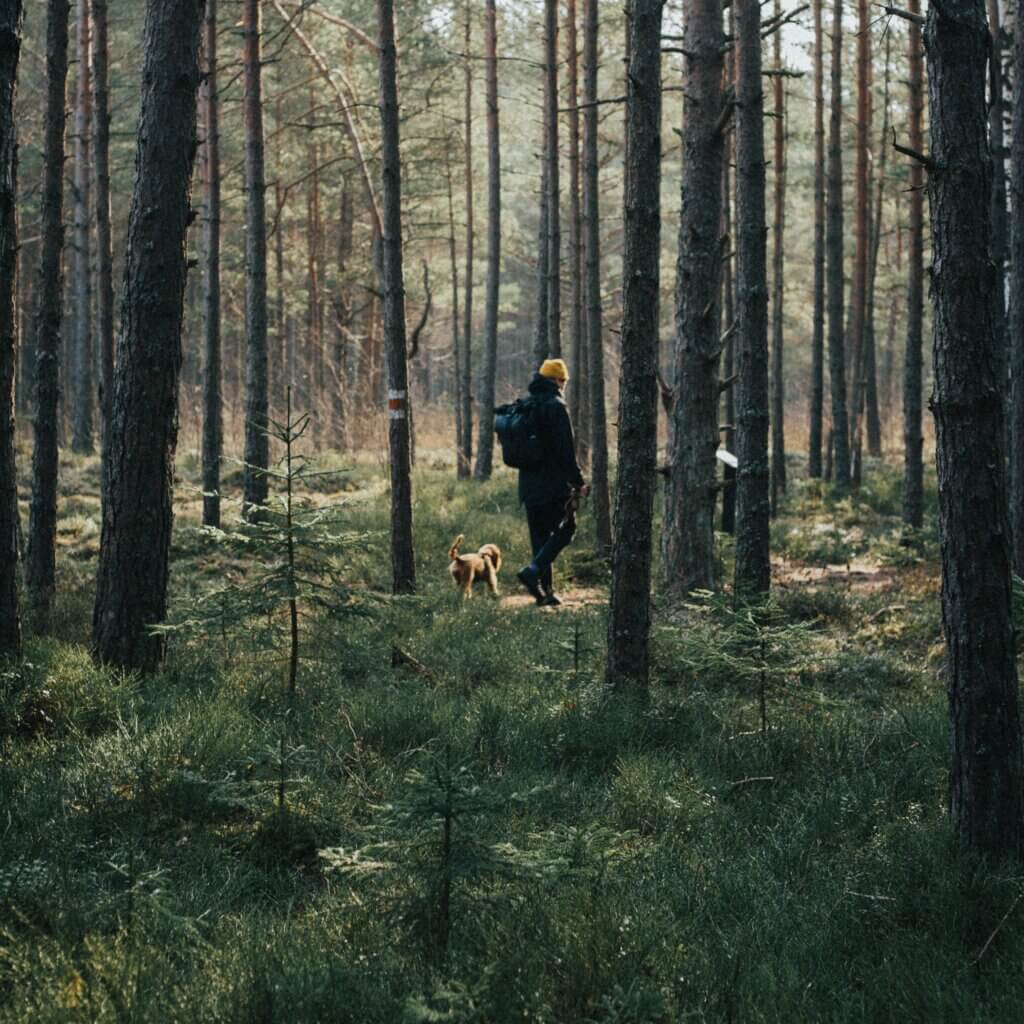 vandrestøvler til skoven